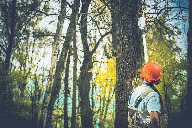 How Our Tree Care Process Works  in  Hawthorne, NY